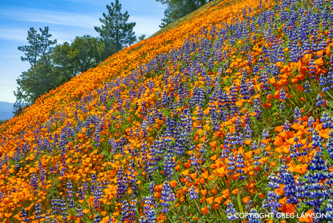 Coastal Lupine and Poppy
