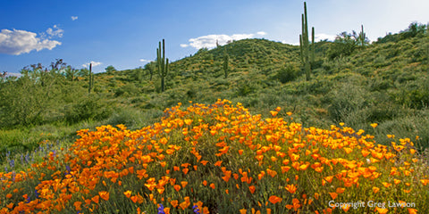 Sonoran Spring