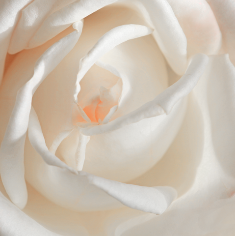 White Rose