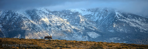 Moose on the Mountain