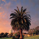 Fine as San Diego - Greg Lawson Photography Art Galleries in Sedona