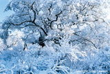 Fine as San Diego - Greg Lawson Photography Art Galleries in Sedona