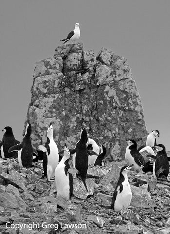 High On Antarctica - Greg Lawson Photography Art Galleries in Sedona
