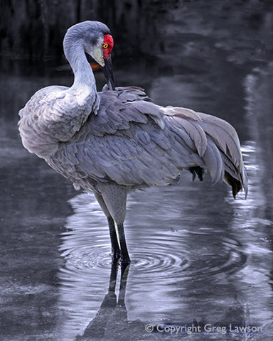 Sandy Preens