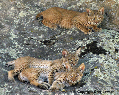 The Bobcat Bond - Greg Lawson Photography Art Galleries in Sedona