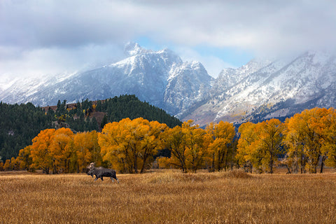Meander the Moose