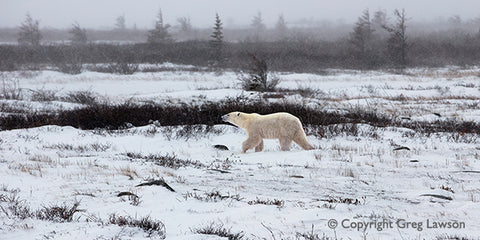 Polar One