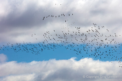 Sky Crane