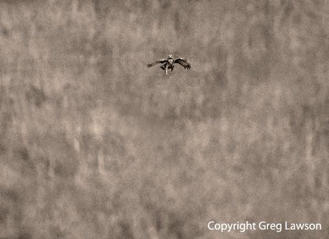 Eurasian - Greg Lawson Photography Art Galleries in Sedona