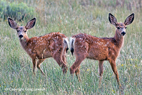 Double Deer