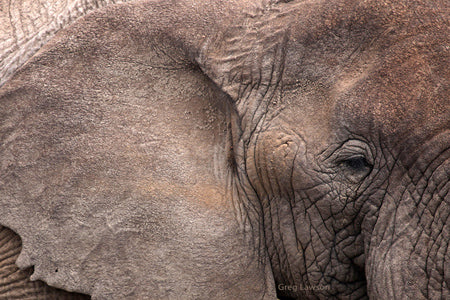 Wrinkles of Youth