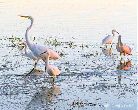 Water Waders