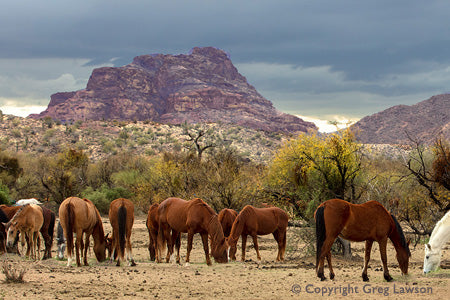Wild Westerners
