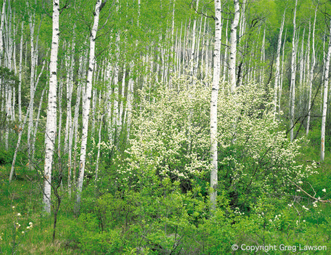 Blossoma - Greg Lawson Photography Art Galleries in Sedona