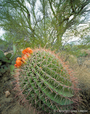 Cacti and Palo Verde - Greg Lawson Photography Art Galleries in Sedona