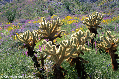 Sonoran Spring - Greg Lawson Photography Art Galleries in Sedona