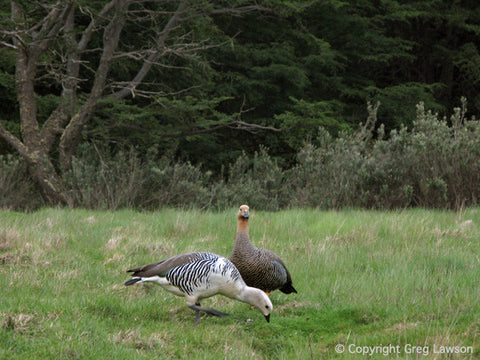 Magellan Pair - Greg Lawson Photography Art Galleries in Sedona