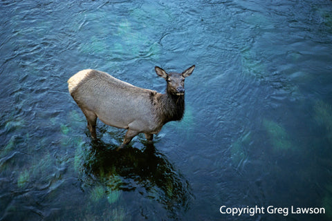 Wapiti Crossing - Greg Lawson Photography Art Galleries in Sedona
