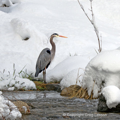 Snowy Heron