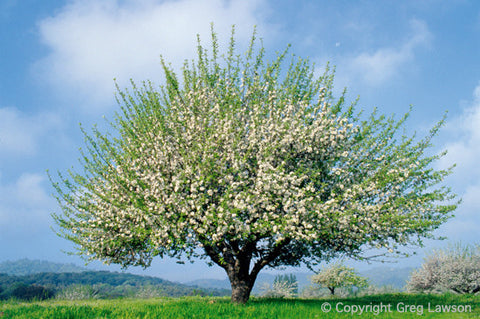 Apple Tree - Greg Lawson Photography Art Galleries in Sedona