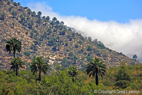 Wine Palms of Chile - Greg Lawson Photography Art Galleries in Sedona