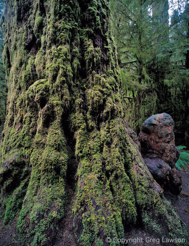 Douglas Fir - Greg Lawson Photography Art Galleries in Sedona