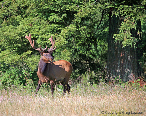 Velvet Elk - Greg Lawson Photography Art Galleries in Sedona