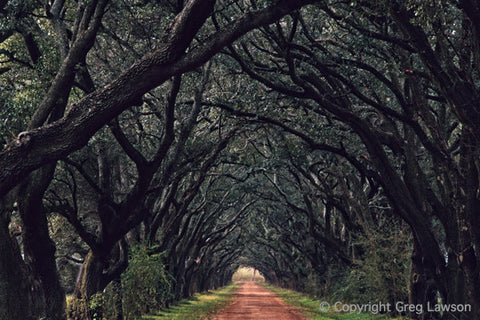 Living Tunnel - Greg Lawson Photography Art Galleries in Sedona