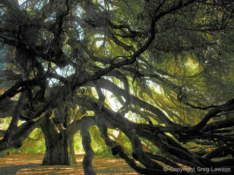 Coast Live Oak - Greg Lawson Photography Art Galleries in Sedona