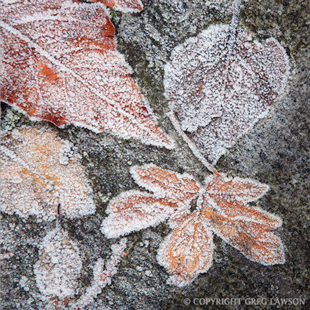 Cold Leaf - Greg Lawson Photography Art Galleries in Sedona