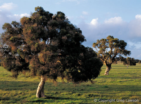 Heeling Melaleuca - Greg Lawson Photography Art Galleries in Sedona