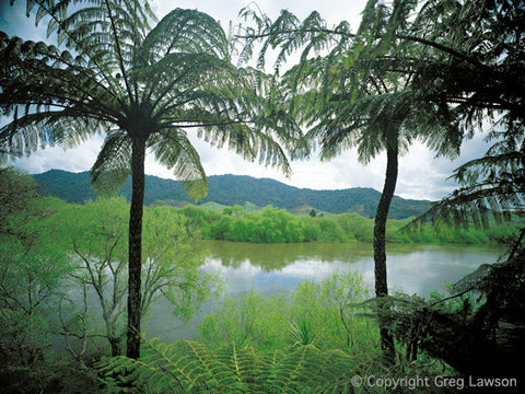 New Zealand Tree Ferns - Greg Lawson Photography Art Galleries in Sedona