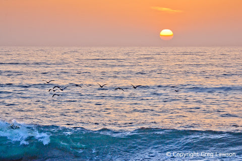 Pelican Breeze - Greg Lawson Photography Art Galleries in Sedona
