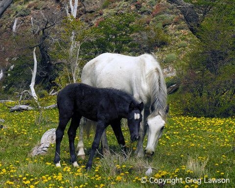 Andean Lessons - Greg Lawson Photography Art Galleries in Sedona