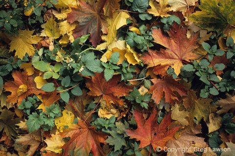 Khimki Forest Understory - Greg Lawson Photography Art Galleries in Sedona