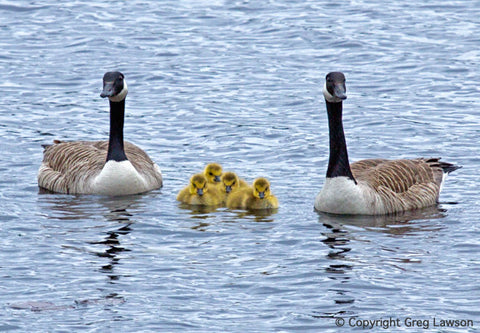 Family Afloat - Greg Lawson Photography Art Galleries in Sedona