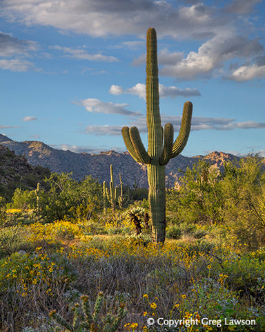 Saguaro Reach