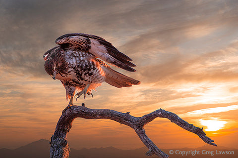 Balanced Hawk