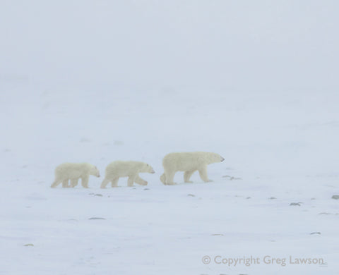 Polar Trio