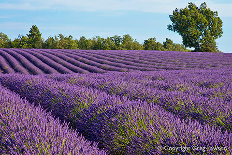 French Lavender