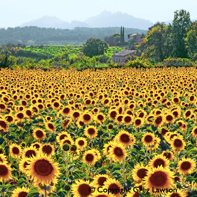 Tournesol