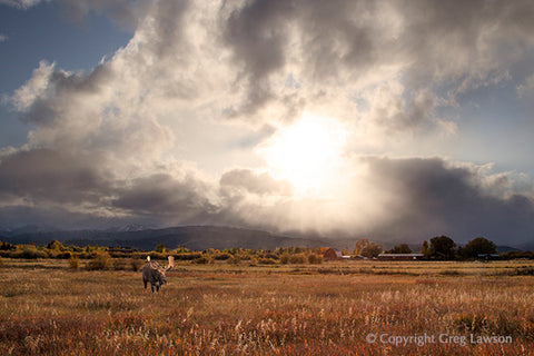 Wyoming Wayfarer