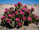 CALIFORNIA<br>In the Beginning - Greg Lawson Photography Art Galleries in Sedona