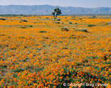 CALIFORNIA<br>In the Beginning - Greg Lawson Photography Art Galleries in Sedona