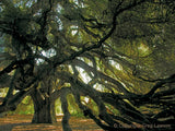 CALIFORNIA<br>In the Beginning - Greg Lawson Photography Art Galleries in Sedona