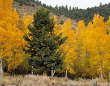 CALIFORNIA<br>In the Beginning - Greg Lawson Photography Art Galleries in Sedona