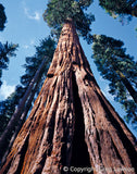 CALIFORNIA<br>In the Beginning - Greg Lawson Photography Art Galleries in Sedona