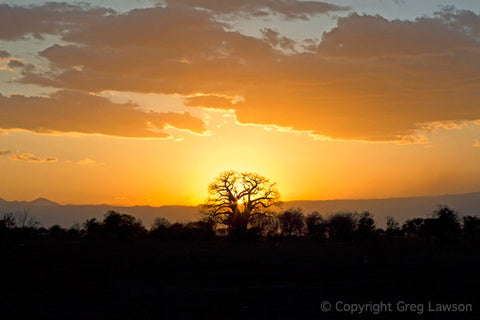 Baobab Crown - Greg Lawson Photography Art Galleries in Sedona