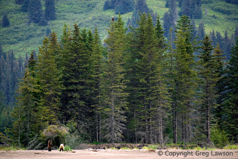 The Eagle and The Bears - Greg Lawson Photography Art Galleries in Sedona