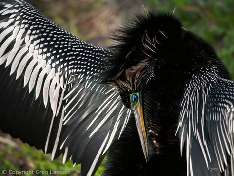 Anhinga Preening - Greg Lawson Photography Art Galleries in Sedona